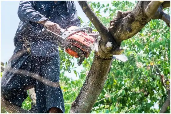 tree services Commerce